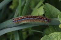 Malacosoma neustria