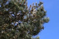 Thaumetopoea pityocampa