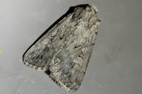 Dichagyris forcipula