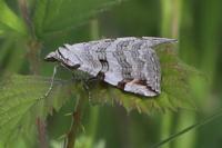 Aplocera