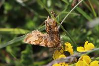 Euclidia glyphica