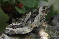 Epirrhoe rivata