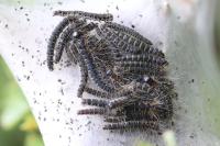 Eriogaster lanestris