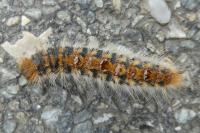 Thaumetopoea pityocampa