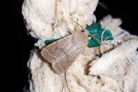 Orthosia cerasi