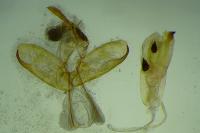 Manulea pseudocomplana
