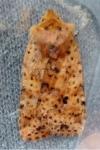 Conistra rubiginea