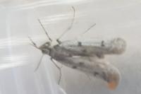 Phycitodes binaevella
