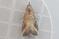 Schrankia costaestrigalis