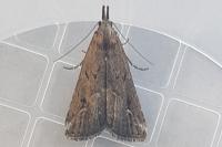 Schrankia costaestrigalis