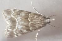 Eudonia mercurella