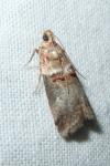 Acrobasis tumidana