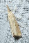 Agriphila straminella