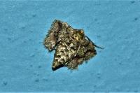 Phigaliohybernia marginaria
