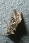 Autographa gamma