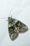 Cryphia algae