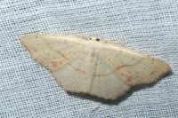 Cyclophora punctaria