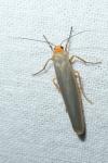Manulea complana