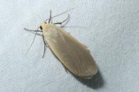 Collita griseola