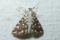 Elophila nymphaeata