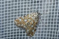 Elophila nymphaeata