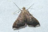 Endotricha flammealis