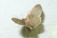 Euchoeca nebulata
