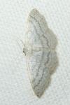 Idaea subsericeata