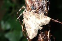Mesapamea secalella/secalis