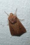 Mythimna albipuncta