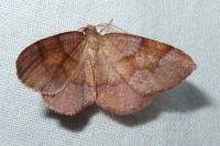 Plagodis pulveraria