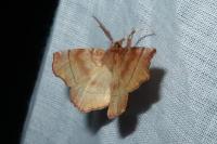 Selenia dentaria