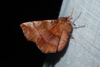 Selenia dentaria