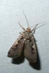Xestia c-nigrum