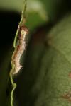 Notodonta tritophus