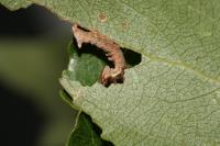 Notodonta tritophus