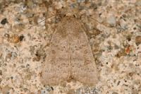 Hoplodrina