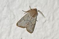 Orthosia cerasi