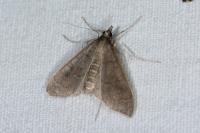 Mecyna asinalis