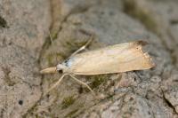 Xanthocrambus caducellus