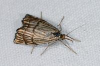 Chrysocrambus linetella