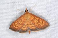 Ecpyrrhorrhoe rubiginalis