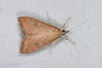 Udea ferrugalis