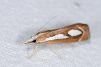 Catoptria mytilella