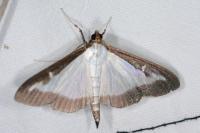 Cydalima perspectalis