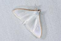 Palpita vitrealis