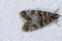 Eudonia mercurella