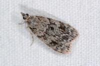 Scoparia basistrigalis