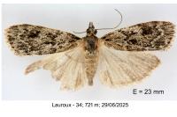Scoparia basistrigalis