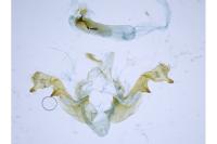 Oligia latruncula